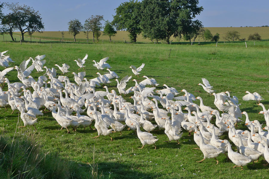 frische Gänse aus Freilandhaltung