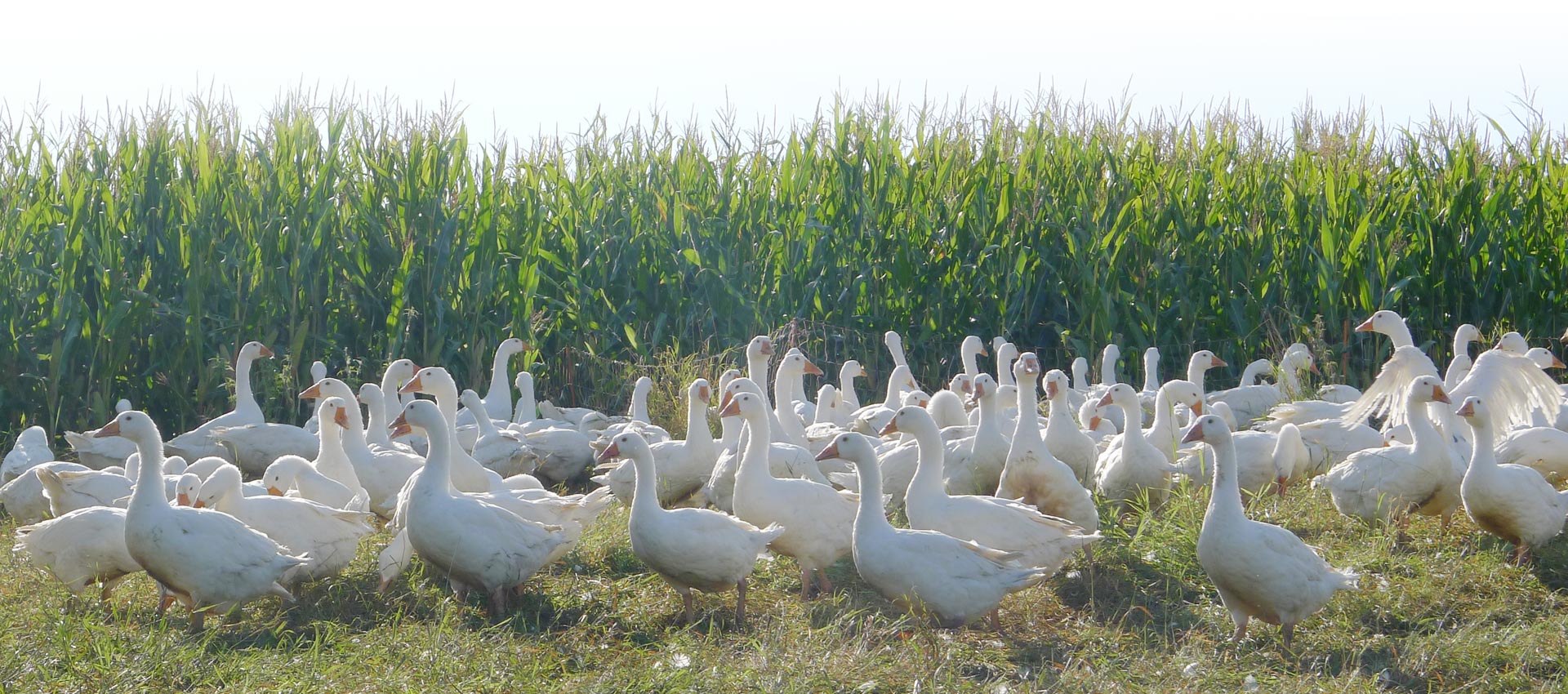 Gänse, Hühner und Enten aus Freilandhaltung aus der Oberlausitz